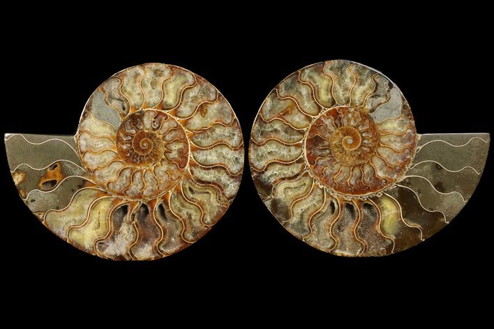 Cut & Polished Ammonite Fossil - Agatized #94200